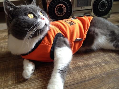 й½ϳƫ ȫůorȫ䣿